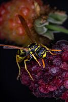 Wespe freut sich über Brombeere