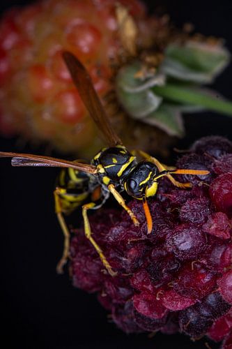 Wespe freut sich über Brombeere