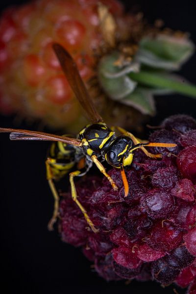 Wasp enjoys blackberry by Kees Goethart