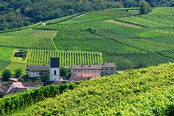 Paysage viticole de Pfaffenweiler sur Ingo Laue