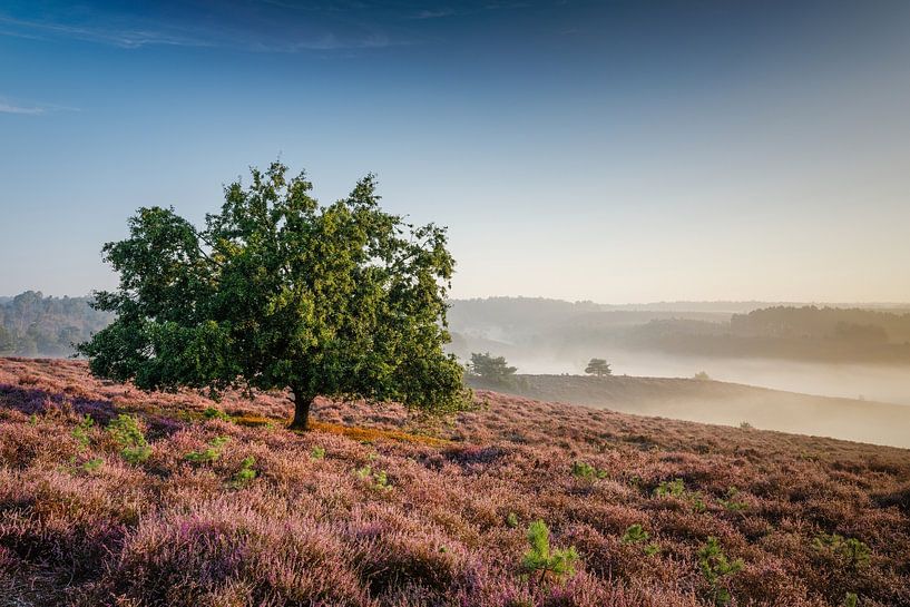 Sunrise on purple heather by Dennis Evertse