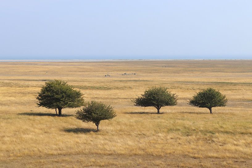 Trees on the Savannah, Öland, Sweden by Imladris Images
