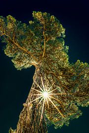 pijnboom by Harrie Muis