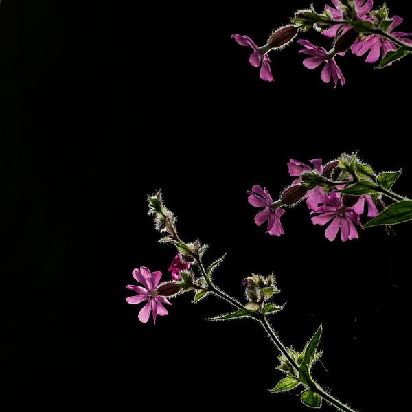 Naturfoto Kuckucksblume von Martijn Jebbink Photography