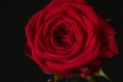 Crimson Essence