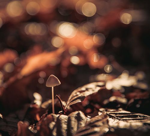 Paddenstoel in het bos