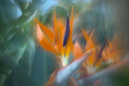 kunstvolle Blume, Strelitzie