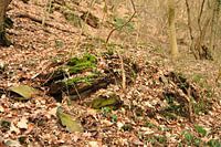 Een richel in het bos
