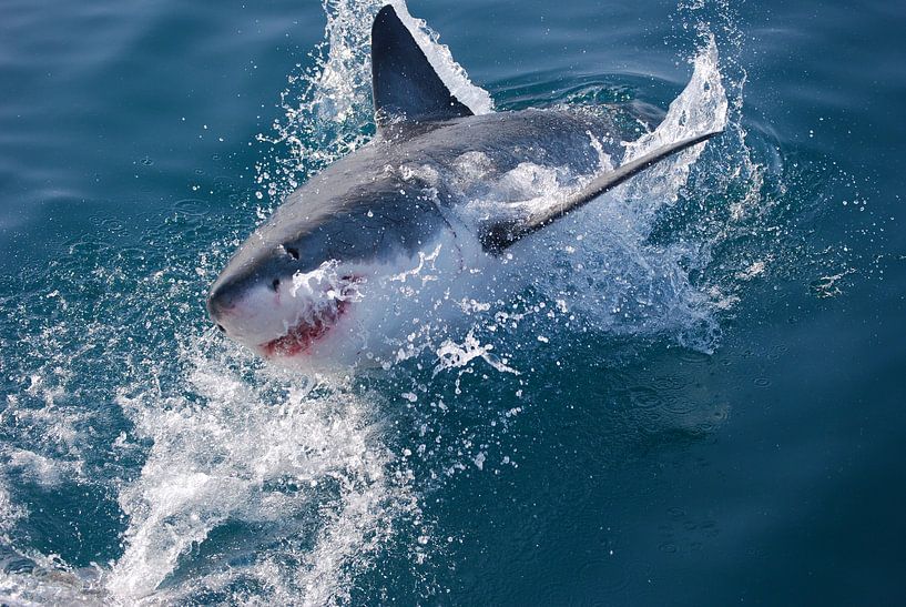 Witte haai (Carcharodon carcharias) von Frank Heinen