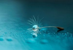 Des larmes du ciel. Peluche de graine avec chute dans l'atmosphère bleue. sur Birgitte Bergman