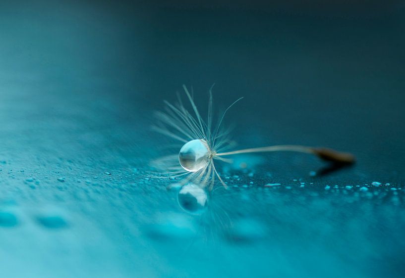 Des larmes du ciel. Peluche de graine avec chute dans l'atmosphère bleue. par Birgitte Bergman