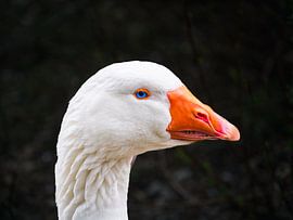 Emden gans met blauwe ogen