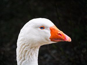 Emdener Gans mit Blaue Augen