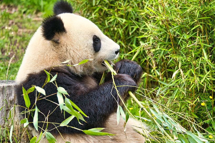 Reuzenpanda die bamboe eet. De bedreigde beer uit Azië met zwarte van Martin Köbsch
