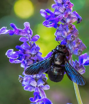 Bosbij op een saliebloem van ManfredFotos