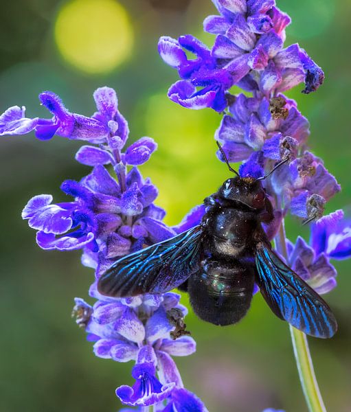 Wood bee on a sage blossom by ManfredFotos