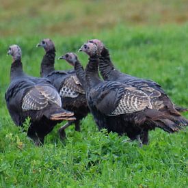 Wild turkeys in autumn by Claude Laprise