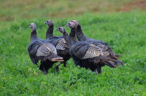 Wilde kalkoenen in de herfst