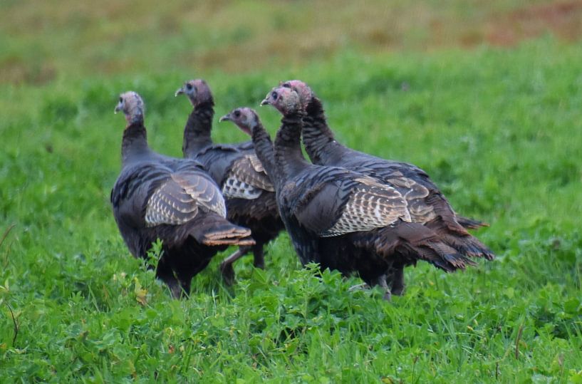Wild turkeys in autumn by Claude Laprise