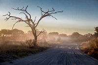 Desolate zandweg in Botswana 's morgens vroeg