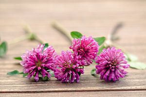 Violette Wildblumen auf Holz von Ellinor Creation