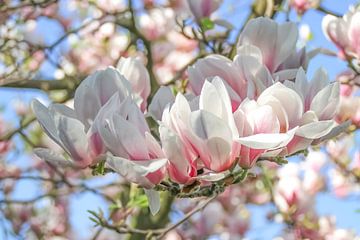 Magnolia sur Carmen Varo