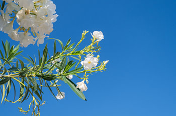 White Oleander Flowers Against Clear Blue Sky