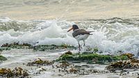 Oystercatcher on a rock in the surf