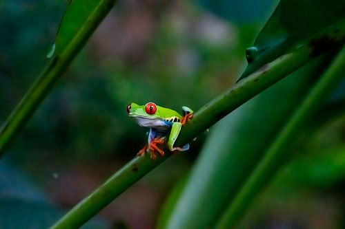 Grenouille aux yeux rouges
