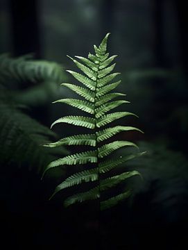 Feuille de fougère dans une forêt sombre sur Visuals by Justin