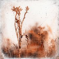 Thistle