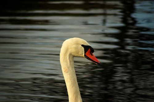 Der Schwan in den Dünen der Amsterdamer Wasserversorgung.