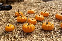 Pumpkin for sale