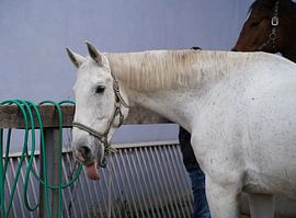 Preparation of the horse before the ride