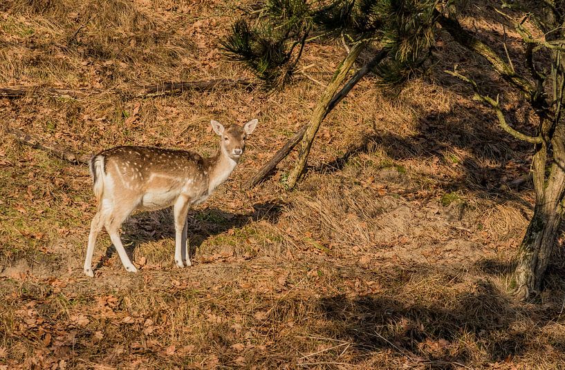 Hertje in de duinen van Jaap Mulder