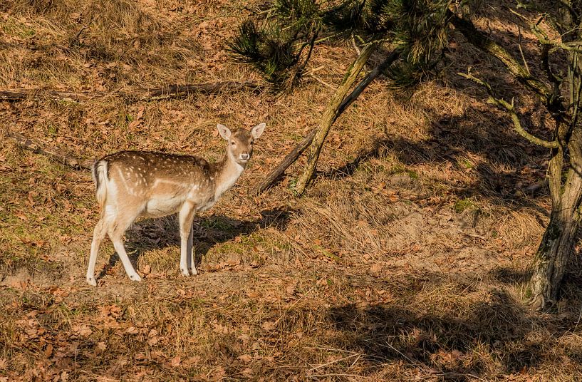 Hirsche in den Dünen von Jaap Mulder