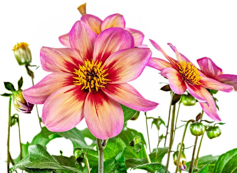 Roze dahlia bloesems op een witte achtergrond van ManfredFotos