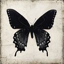 Black Butterfly Wall Art , Gothic Home (gezien bij vtwonen) van David Potter thumbnail