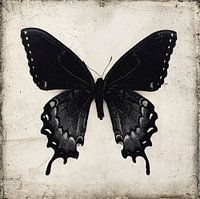 Black Butterfly Wall Art , Gothic Home (gezien bij vtwonen)