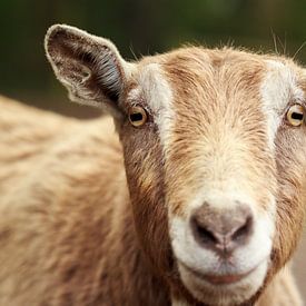 Goat portrait | Photography Wall Art by Luis Boullosa