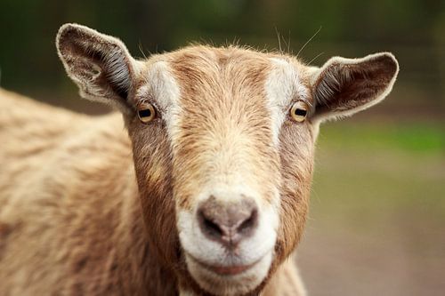 Goat portrait | Photography Wall Art by Luis Boullosa