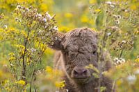 Kalf hooglander door de begroeiing