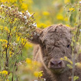 Calf highlander through the vegetation by Bas Ronteltap