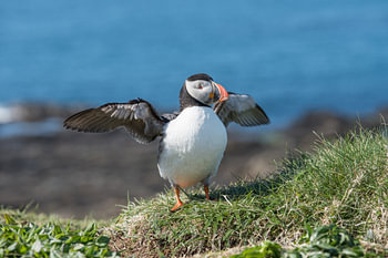 Puffin läuft eine Zeit lang auf Probe