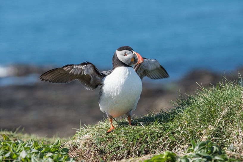 Le Puffin fait l'objet d'un essai pendant un certain temps par Dick Carlier