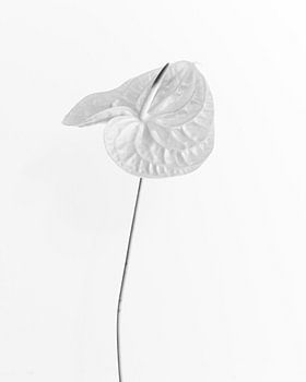 Pure - Fleurs monochromes