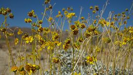 Stone Mountain Daisy by Bart van Wijk Grobben