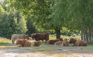 Schotse Hooglanders gezellig bij elkaar van Ans Bastiaanssen