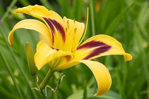 Taglilie, Hemerocallis