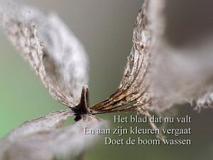 Feuille mourante